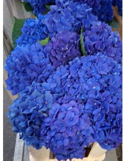 Hortensia Hol. Pimpernel 50cm 13/15 Azul