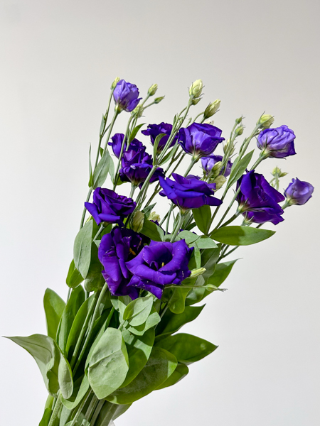 Lisiantus Nac. Morado 80cm x 10