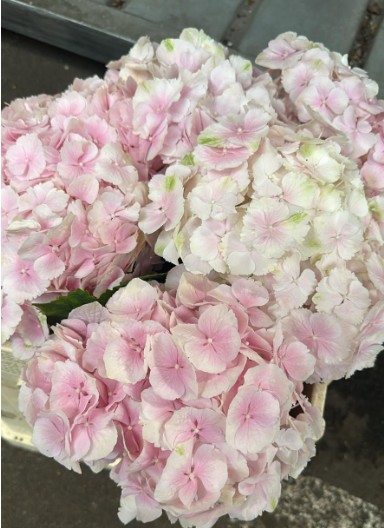 Hortensia Hol. Verena 50cm 16/18cm Rosa