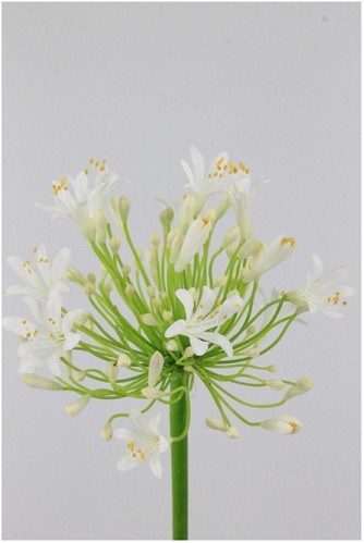 Agapantus Hol. Bianca Perla 70cm