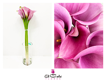 Calla Captain Violetta 50cm