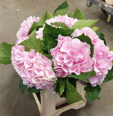 Hortensia Hol. Verena 40cm �14/16 Rosa