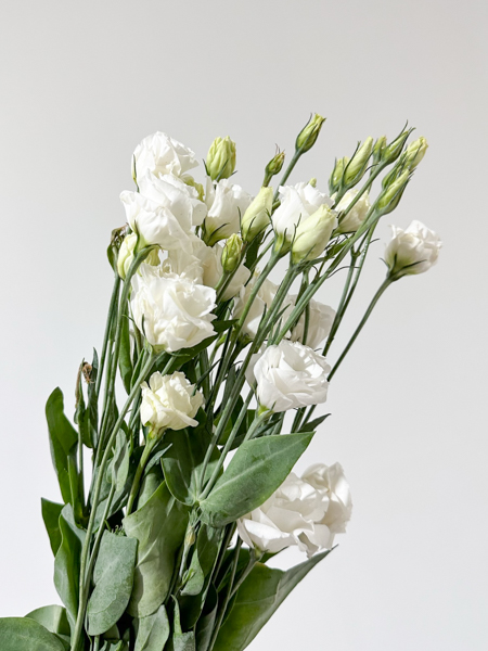 Lisiantus Nac. Blanco 80cm