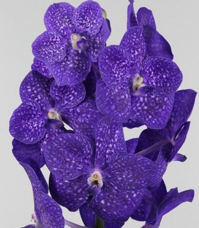 Vanda Tweed Blue x16