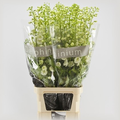 Delphinium Century White 120cm "T10"