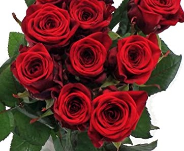 Rosa Hol. Red Naomi 55cm