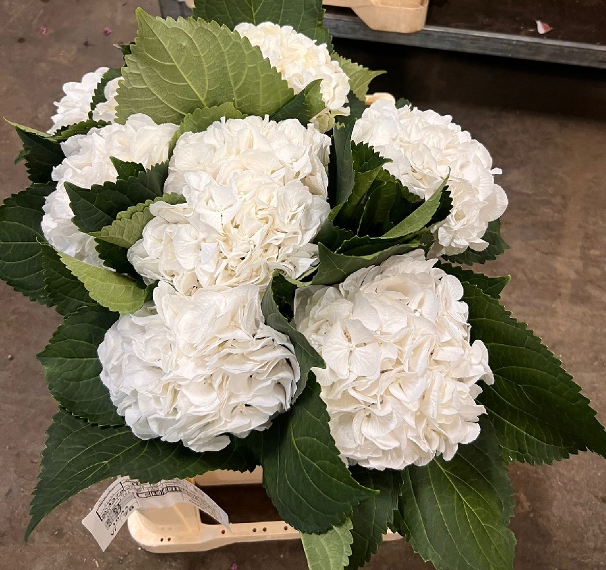 Hortensia Hol. Schneeball 50cm x5 Bl 15cm