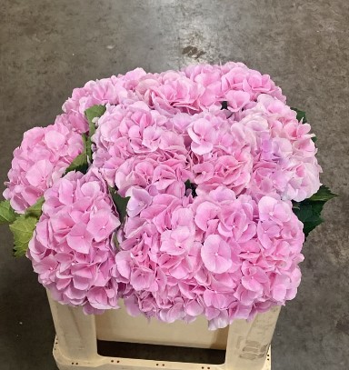Hortensia Hol. Verena 40cm �16/18 Rosa