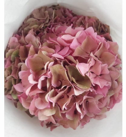 Hortensia Hol. Glow Alps Classic 50cm 16/18 Rosa
