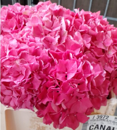 Hortensia Hol. Glow Alps 50cm 16/18cm Rosa