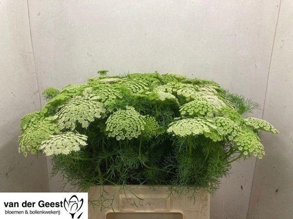Ammis Visnaga 60cm x10