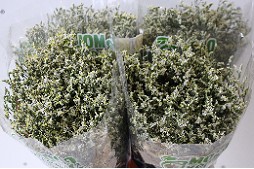 Limonium Hol. Sin China White 60cm 25gr "T25"