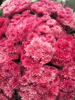 Margarita Hol. Euro Tint Fucsia