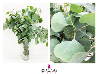 Eucalipto Populus 400gr