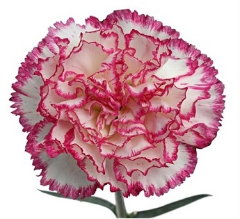 Clavel Col. Fancy Komachi Bic. "T25"
