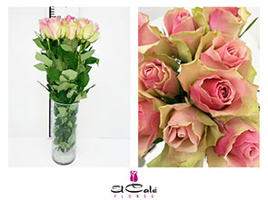 Rosa Hol. Belle Rose 60cm