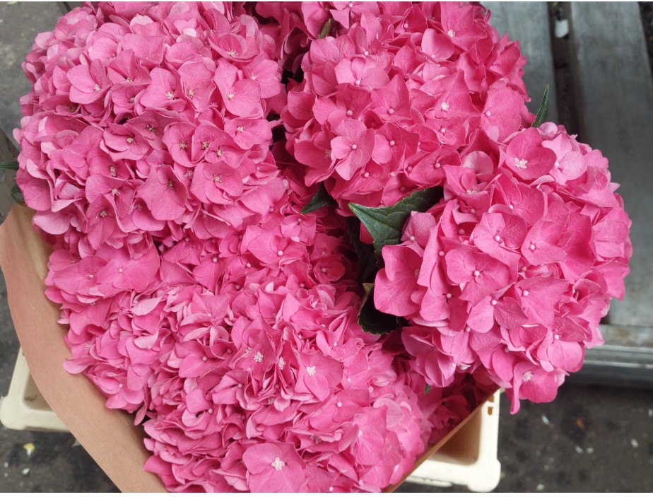Hortensia Hol. Rodeo Rood 50cm 16/18 Rosa