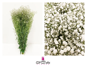 Paniculata Nac. Mirabella 850gr "T25"
