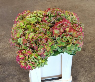 Hortensia Hol. Glow Alps Classic 50cm �18/20 Rosa