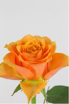 Rosa Hol. Arancio 60cm