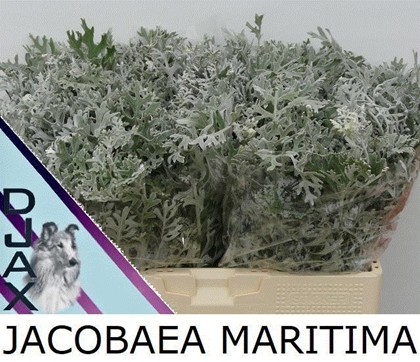 Senecio Maritima 50cm