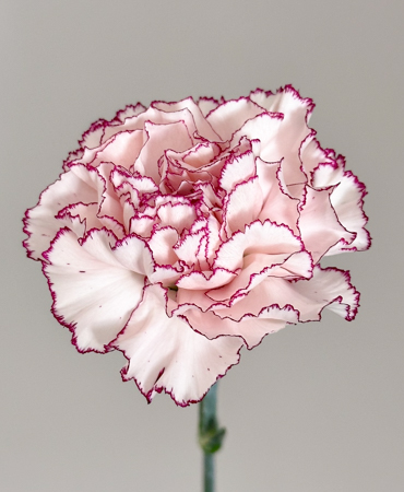 Clavel Col. Fancy Bicolor Morado