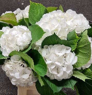 Hortensia Hol. Schneeball 60cm x5 Bl 18cm