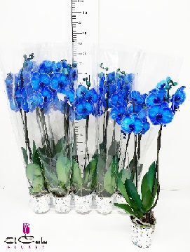 P. Phalaenopsis Ov. Azul 12/75cm   2T x10