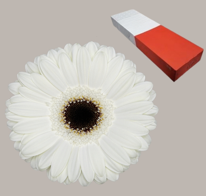 Gerbera Hol. White House x25 Bl