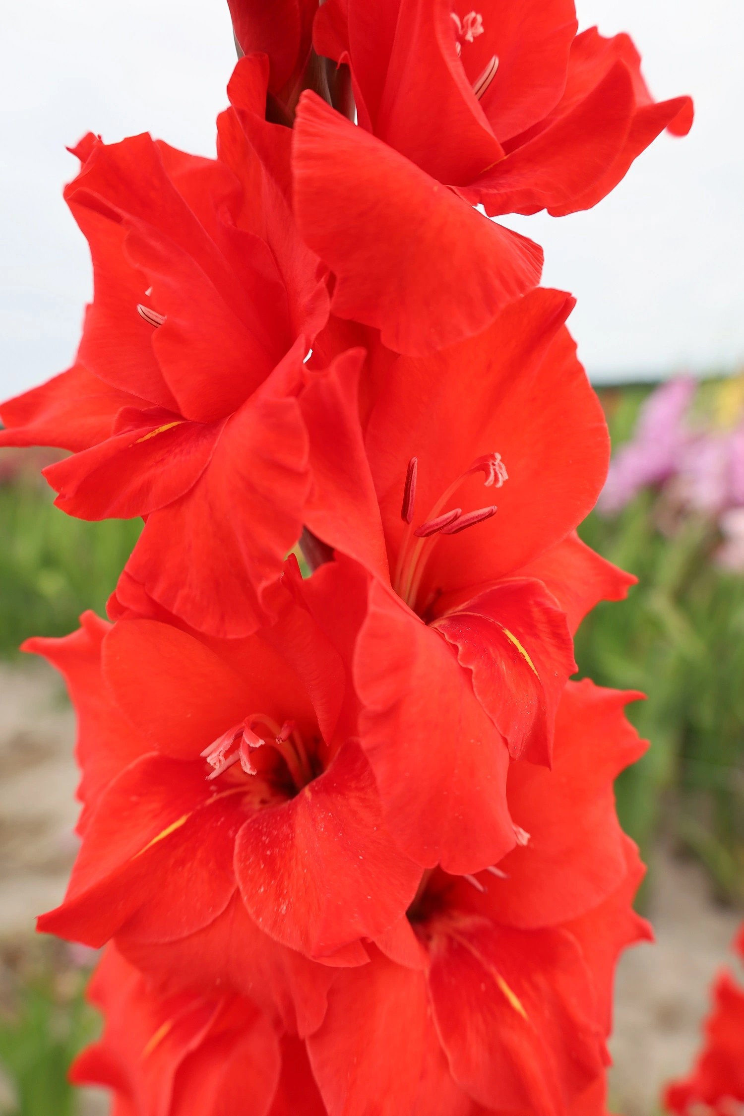 Gladiolo Hol. Magma 120cm (50cm espiga) Rj.