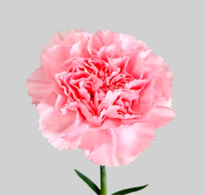 Clavel Col. Fancy Rosa T25