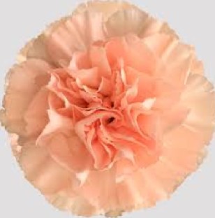 Clavel Col. Fancy Peach T25