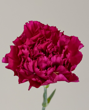 Clavel Col. Fancy Morado "T25"