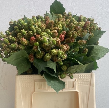 Moras Rubus 40cm