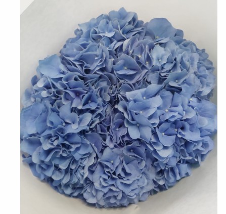 Hortensia Hol. Pimpernel 60cm 18/20 Azul