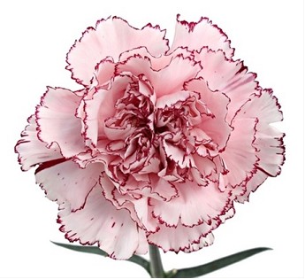 Clavel Col. Fancy Mariposa Bic.