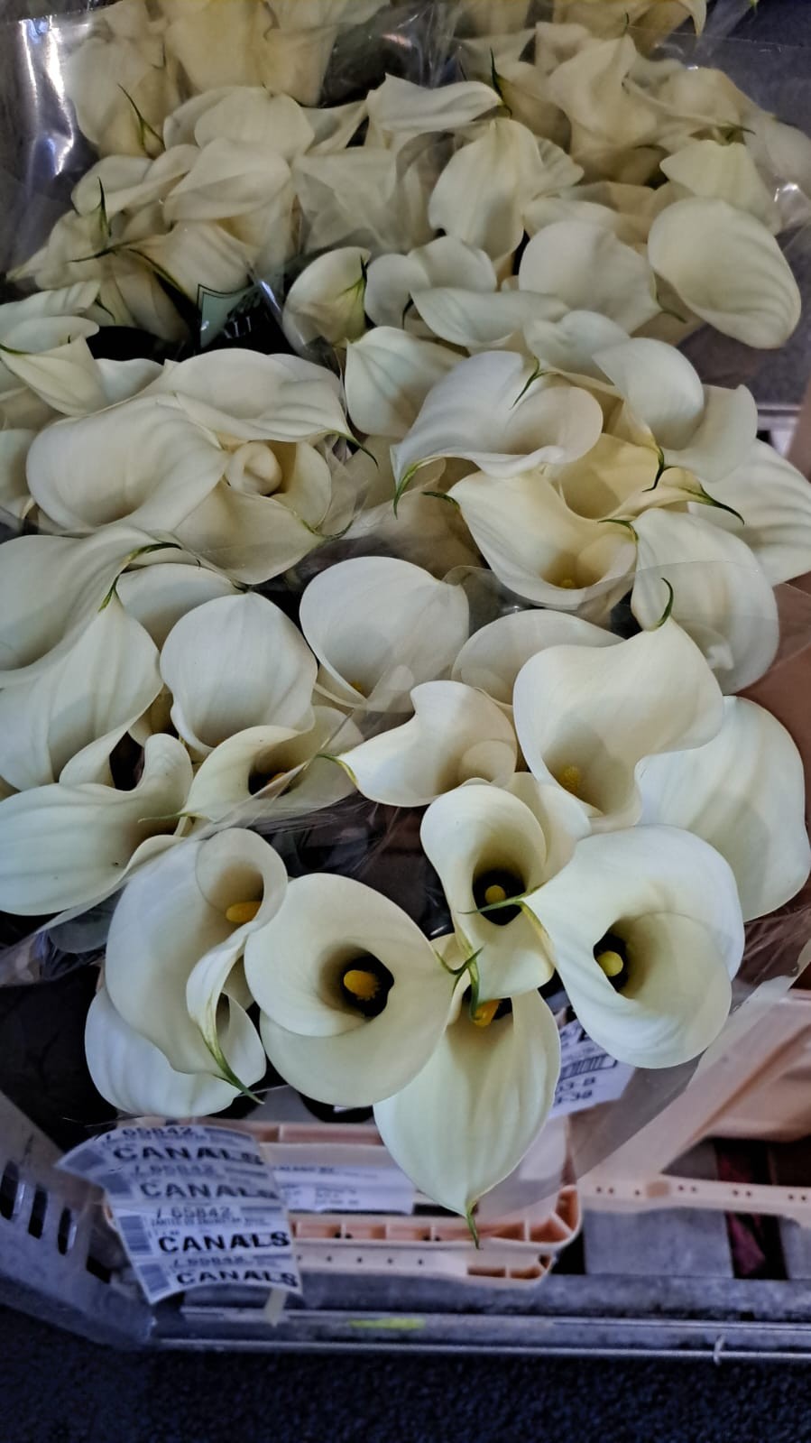 Calla Snowstar 65cm