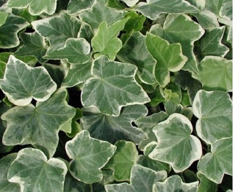 Arborea hiedra varigata