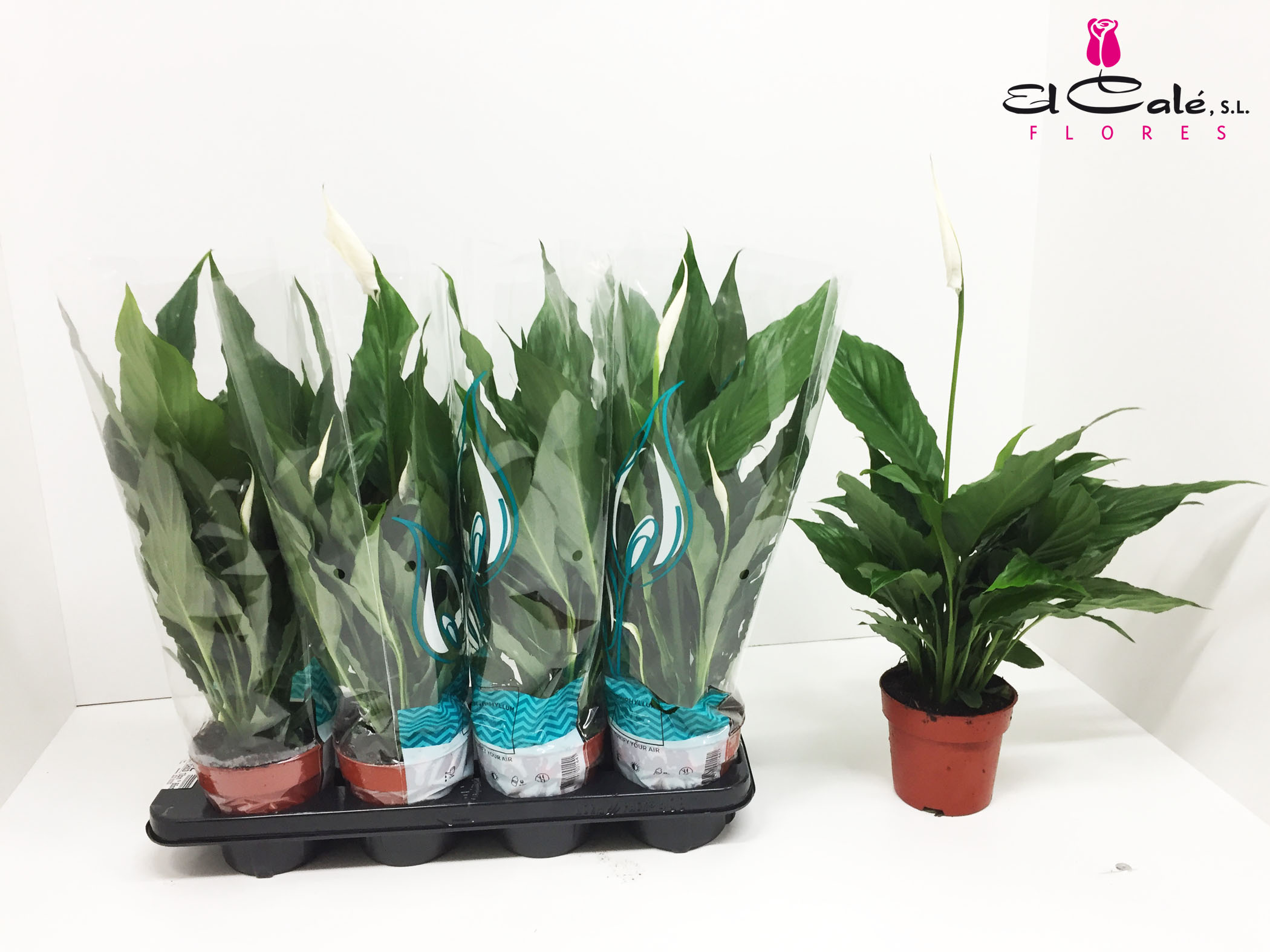 P. Spathyfilium Sweet Chico 13/65cm x8 5+flor