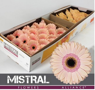 Gerbera Hol. Alliance Rs/sal "T25"
