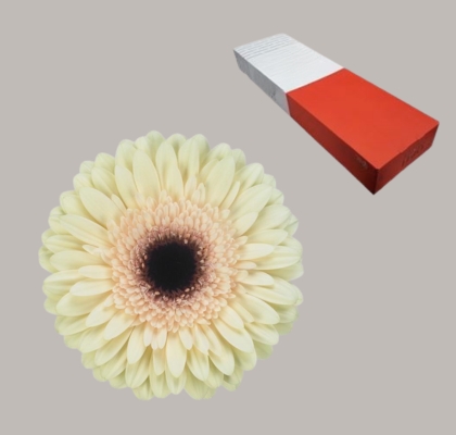 Gerbera Hol. Eclair Cr. "T25"