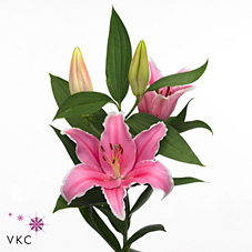 Oriental Hol. Rs. Catemaco 90cm 2 flores