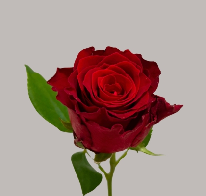Rosa Hol. Rhodos 50cm Rj.