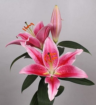 Oriental Hol. Rs. Calvados 80cm 3 fl.