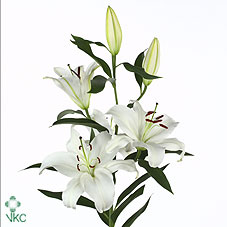 Oriental Hol. Bl. Santander 85cm 3 fl.
