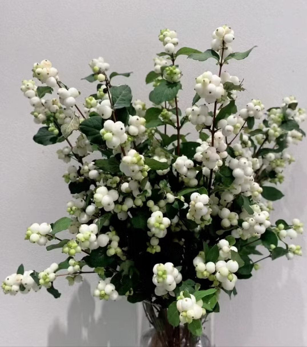 Symphocarpos Magical Avalanche 60cm Bl.