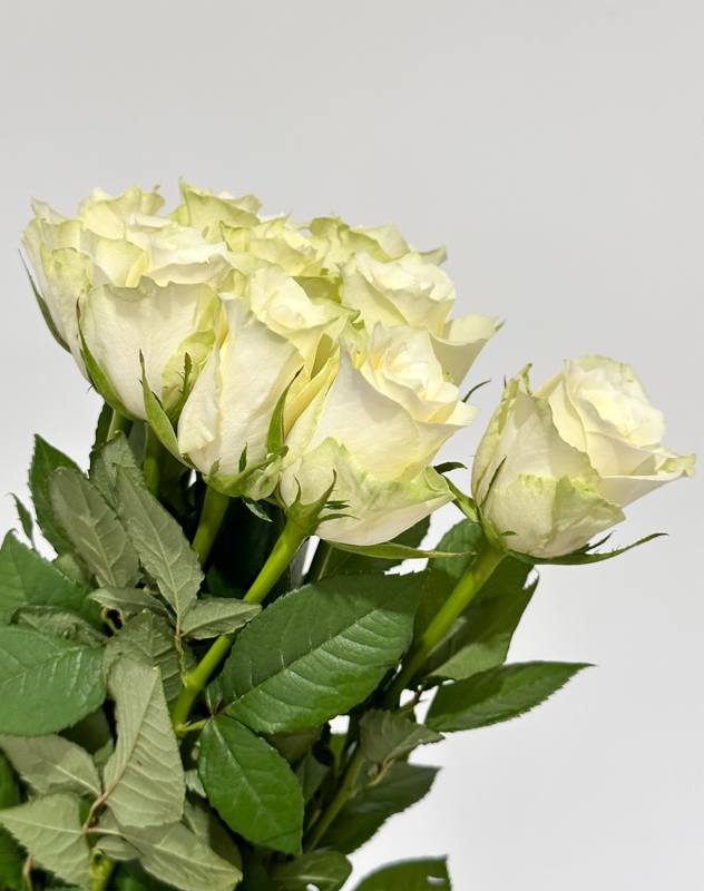 Rosa Hol. Athena 50cm