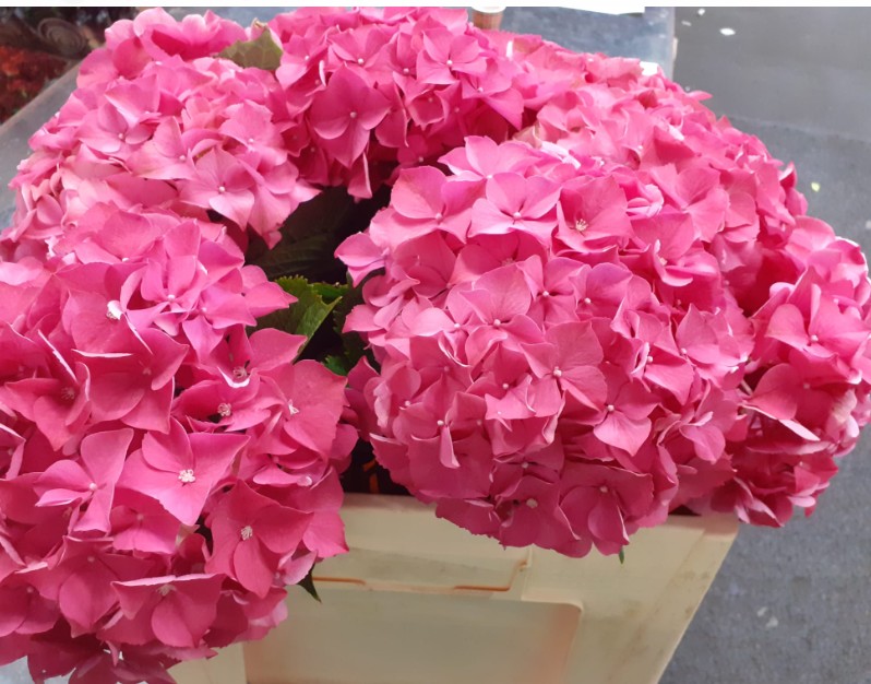 Hortensia Hol. Glow Alps 40cm 16/18 Rosa