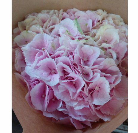 Hortensia Hol. Verena 60cm 18/20 Rosa
