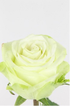 Rosa Hol. Adalonia 70cm Bl.